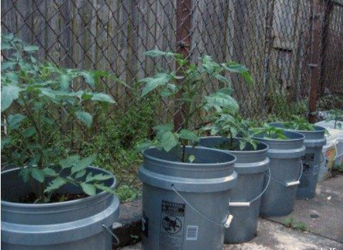 5 Gallon Plastic Bucket Containers For Planting Vegetables Garden